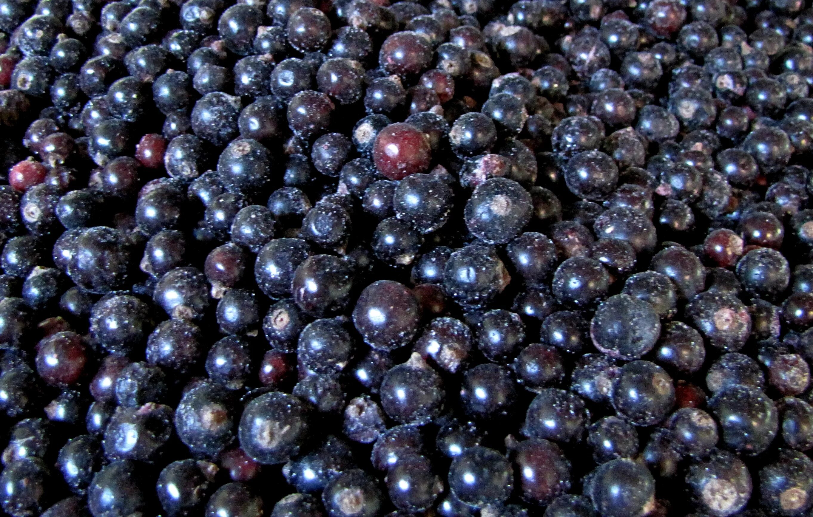 замораживаем ягоды смородины. смородина черная (10 кг). ягода черная смородина замороженная. заготовки из черной смородины. черная смородина быстрозамороженная 1кг.