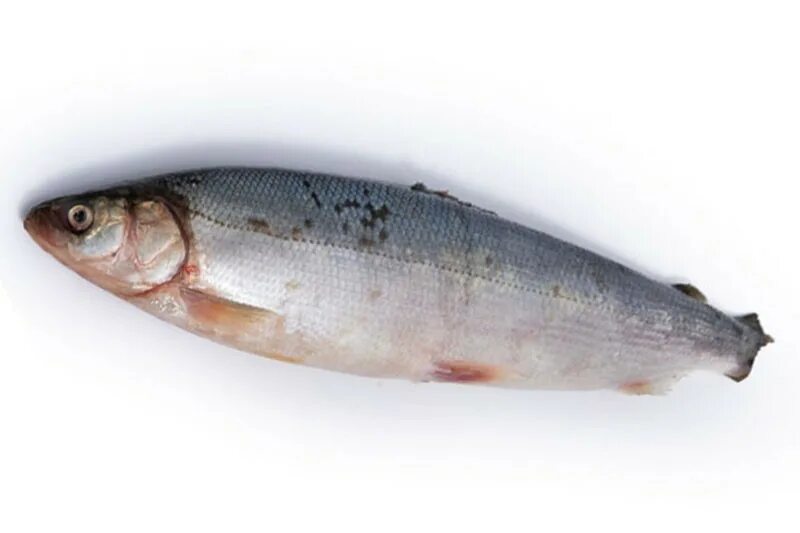 северная рыба омуль. сиг пыжьян. омуль рыба. омуль арктический рыба. таймыр рыба омуль.