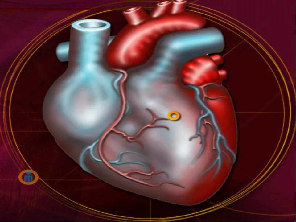 Кровообращение сердца 8 класс. Органы кровообращения. Сердце орган кровообращения 8. Слайд органы кровообращения.