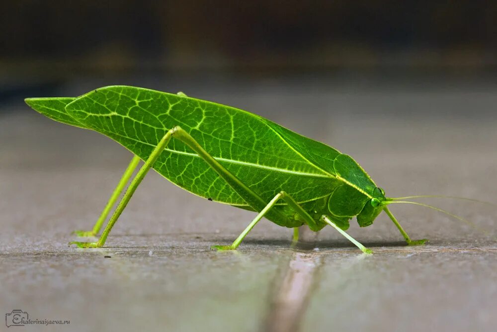 Насекомые шри ланки. Шри Ланка жуки. Шри Ланка животные и насекомые. Опасные насекомые Шри Ланки.