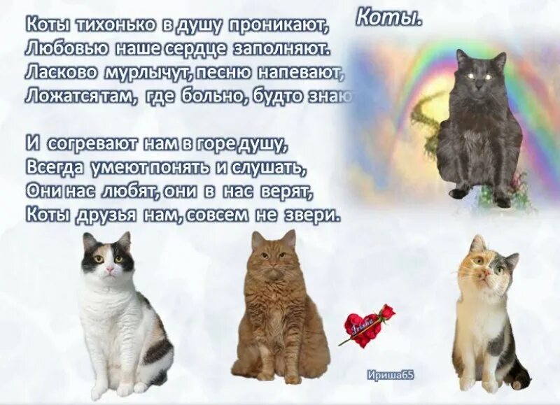Стихи про котов. Всемирный день кошек. Стишок к Дню кошек. День кошек стихи. День котов стихи