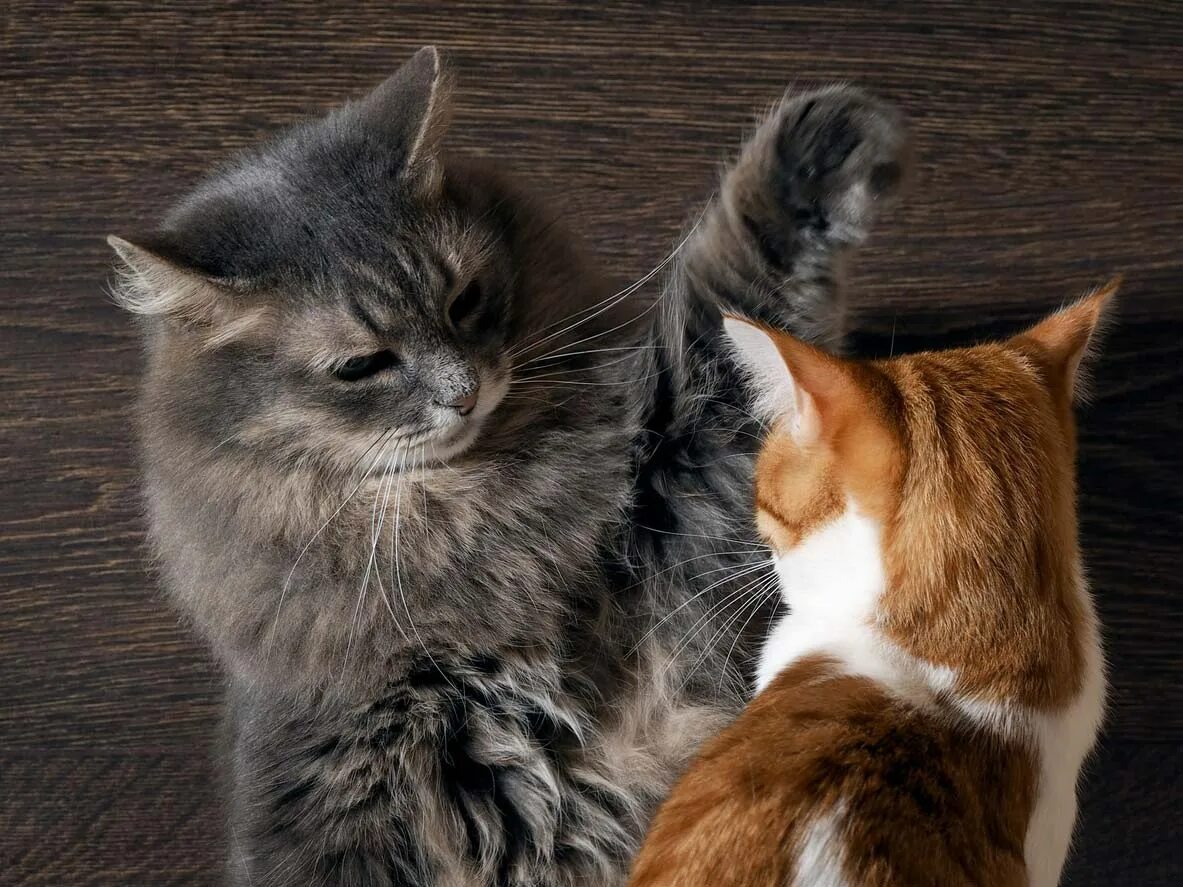 Кот жди загрузки. Рыжий и серый кот. серый и рыжий котики. конфликт котов. серый кот и рыжий кот.