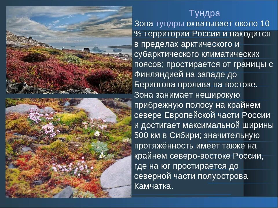 Сопутствующие виды тундры