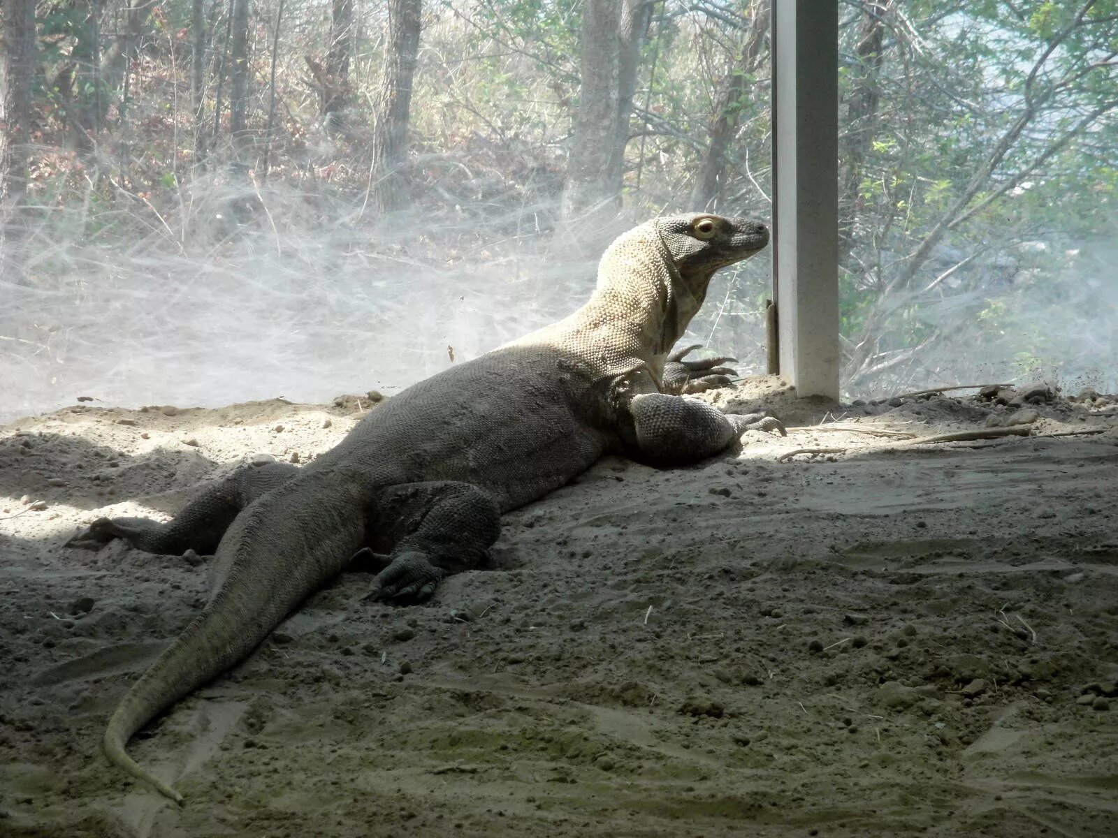 komodo dragon - Ecosia Komodo dragon, Spirit animal totem, Big animals
