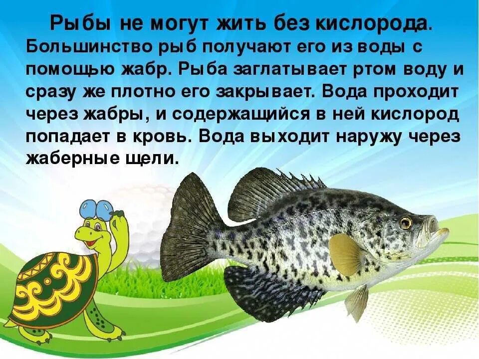 Рыбы не живут без воды. Рыбы презентация 1 класс. Рыбы окружающий мир. Презентация для детей тема рыбы. Рыба для презентации.