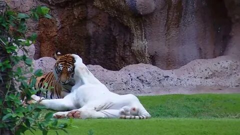 Wildlife videos