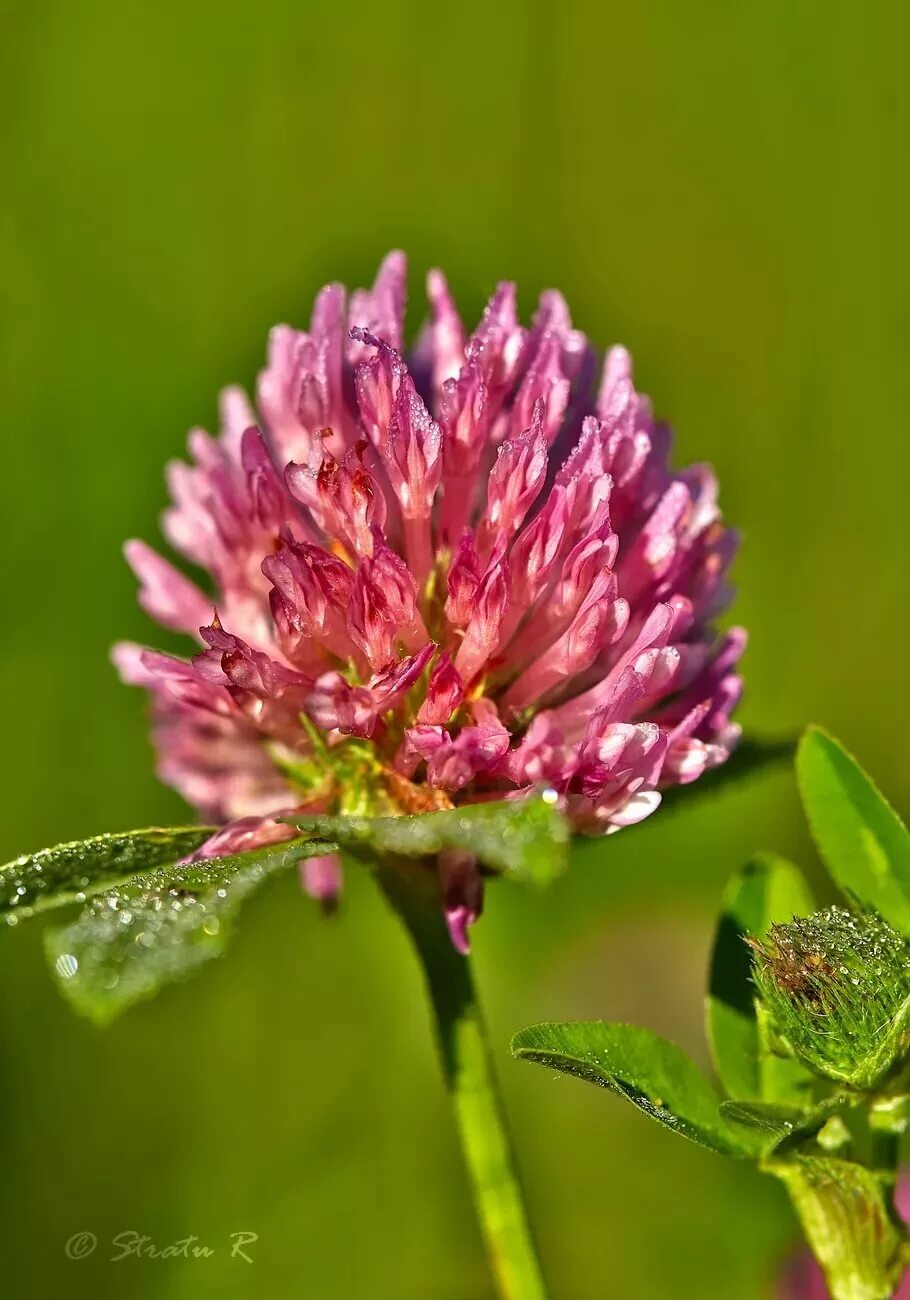 Клевер покрытосеменной. Красный Клевер Trifolium pratense. Клевер Луговой (Trifolium pratense). Соцветие клевера Лугового. Клевер Луговой красный соцветие.