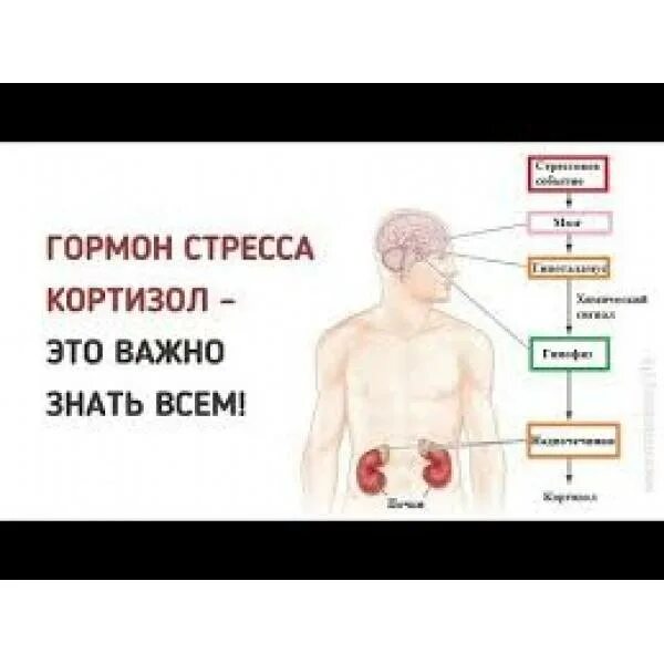 Кортизол низкий у мужчин. Кортизол гормон стресса. Кортизол гормон атречау. Уровень гормона стресса кортизол. Выработка гормонов при стрессе.