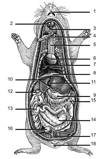 Внутреннее строение ежа. Строение тела морской свинки органы. Пищеварительная система морской свинки. Строение хомяка джунгарика скелет. Пищеварительная система морской свинки анатомия.
