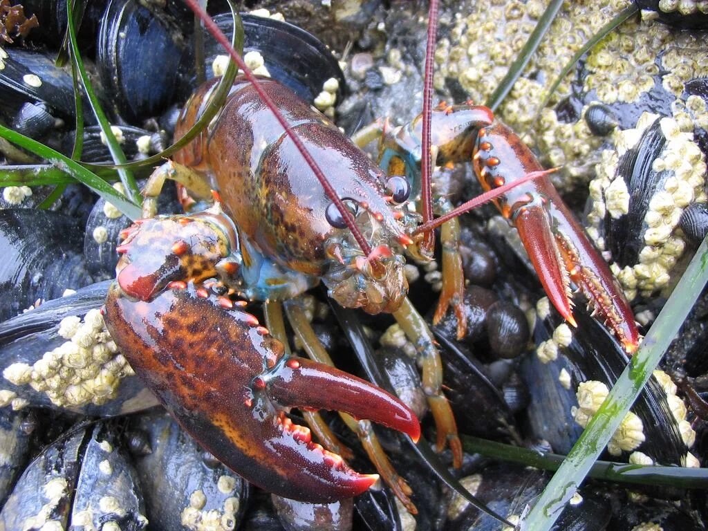 Фото огромного рака. Американский Омар (лобстер). Омар ракообразное. Омара Homarus capensis. Североатлантический Омар.