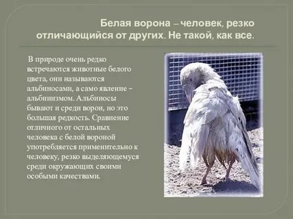 Быть белой вороной значение