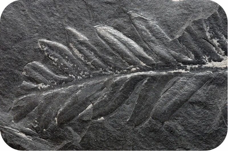 Папоротник в угле. Отпечатки древних растений на каменном угле. Каменноугольный период окаменелости папоротника. Уголь окаменелости. Папоротник в угле.