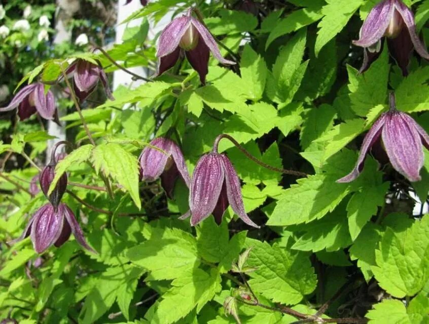 Княжик фори. Клематис тангутский синий. Растительность эспаньола. Княжик пурпур спайдер. Княжик пурпл спайдер.