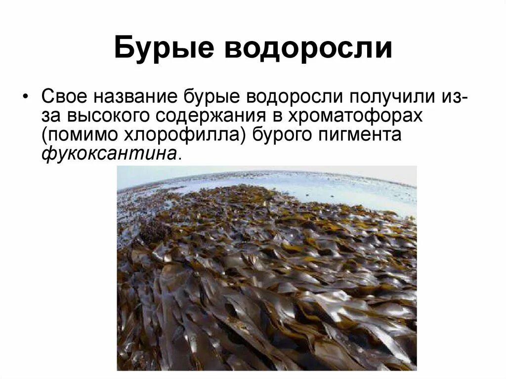 Каково значение бурых водорослей в жизни