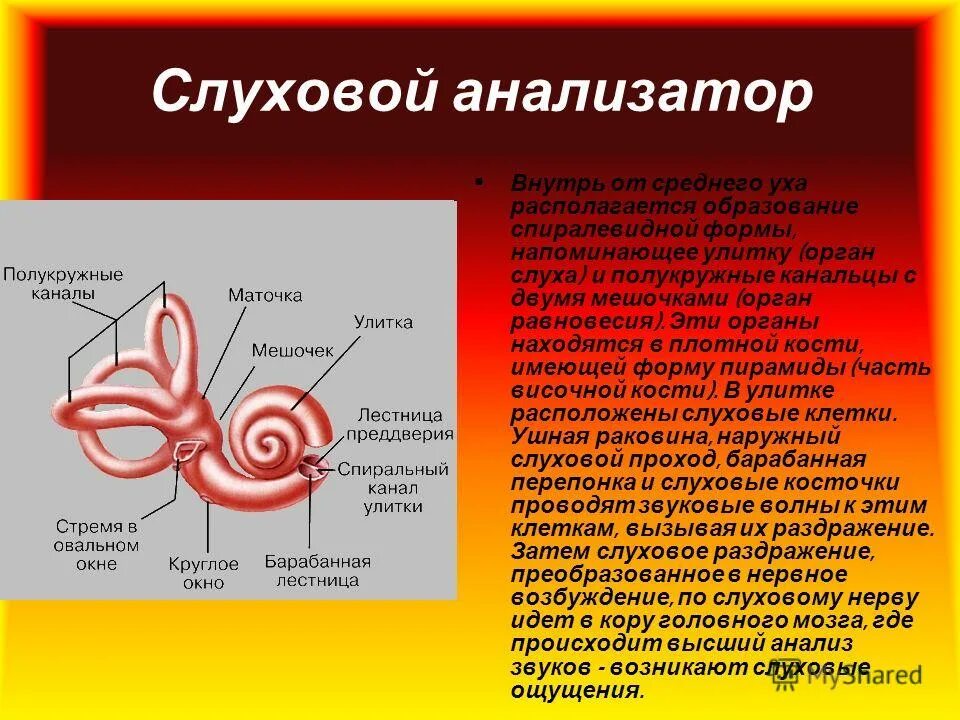 Мешочки и полукружные каналы вестибулярного аппарата. Строение слухового анализатора внутреннее ухо. Орган слуха улитка полукружные каналы. Функция улитки слухового анализатора. Слуховой анализатор и вестибулярный аппарат животных.