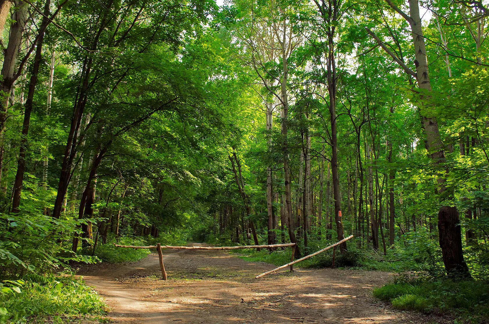 воронежское лесами. грибановский район теллермановский лес. павловск воронежская область шипов лес. парк северный лес воронеж. хвойный лес воронеж.