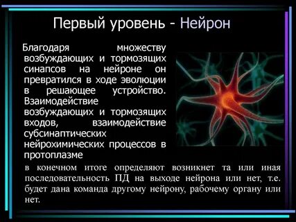 Нейрон какой уровень организации