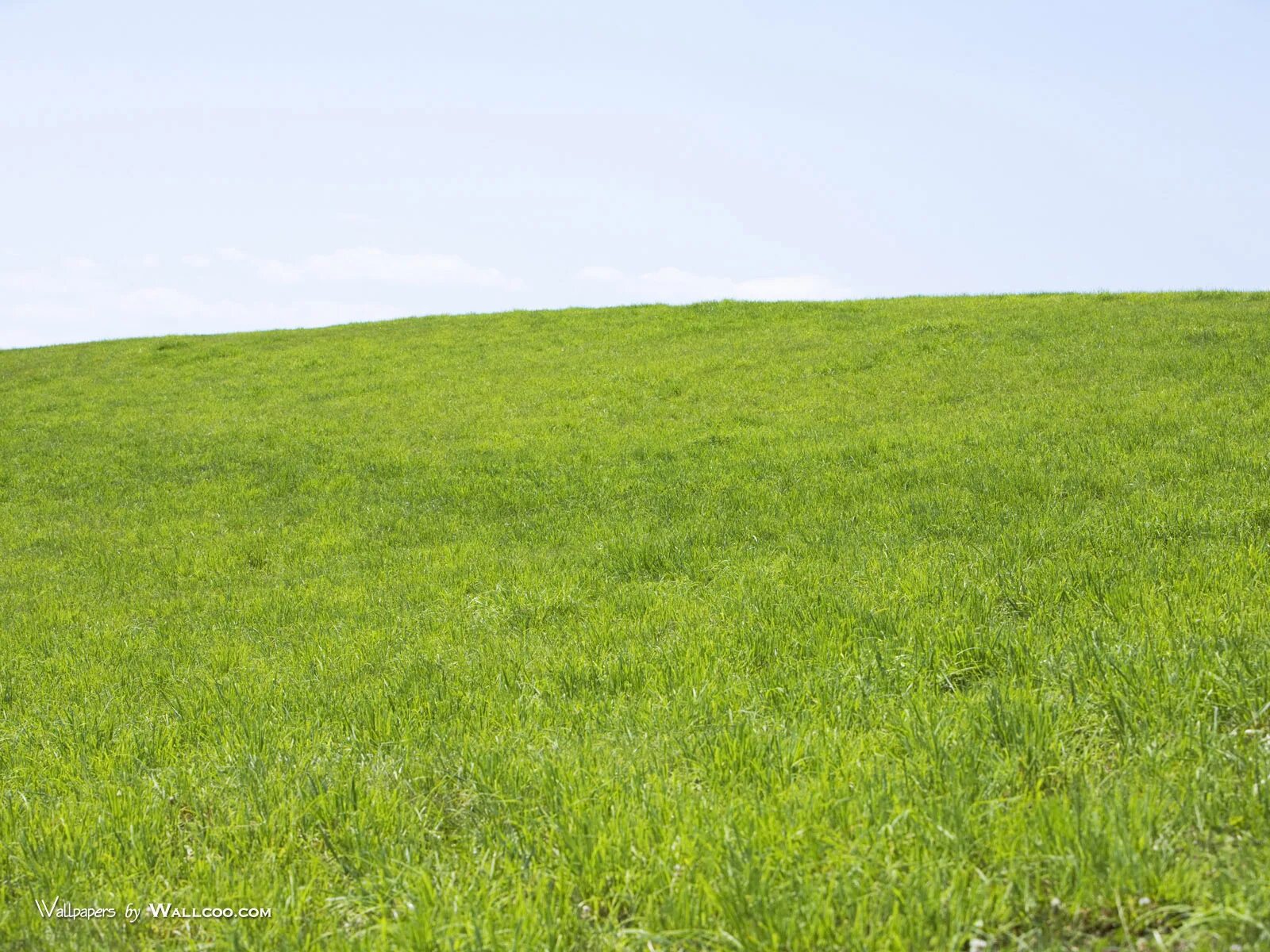 Текстура газона для 3ds max. Косить траву. Трава на прозрачном фоне. Трава для 3д макса. Почва с травой.