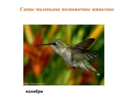 Маленькие позвоночные