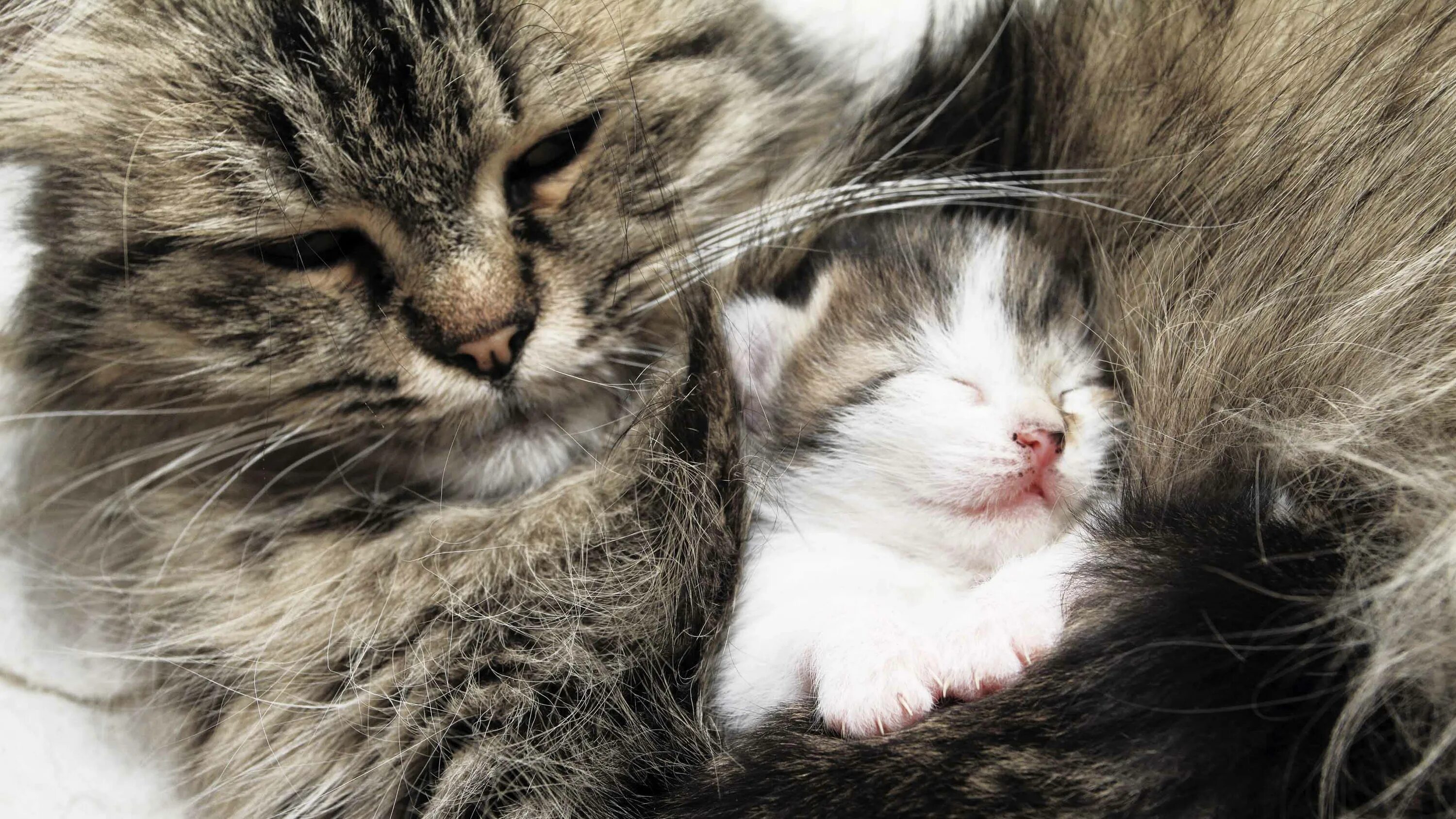 Котята зовут маму кошку слушать. Кошка обнимает котенка. Котенок обнимает маму. Мама кошка и котенок. Котики спят в обнимку.