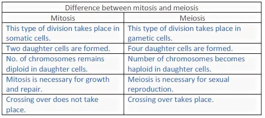 What are similarities and differences. Difference between meiosis and mitosis. mitosis vs meiosis comparison. the main difference of meiosis and mitosis. . in which cells mitosis division are seen (somatic or reproductive cells)?.