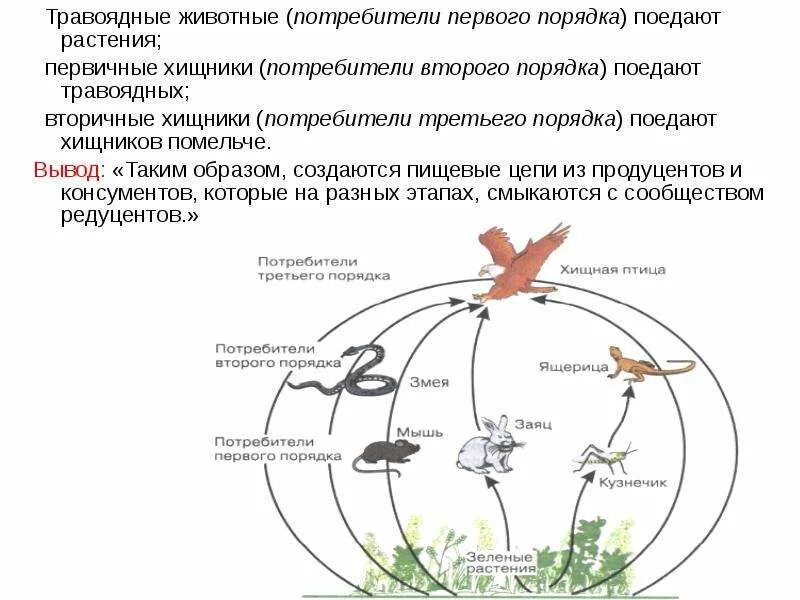 Круговорот хищников