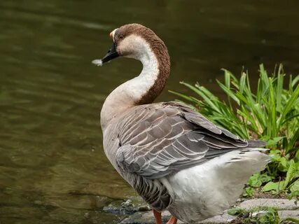 1 goose 2