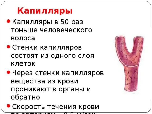 Стенки состоят из одного слоя. Стенки состоят из одного слоя