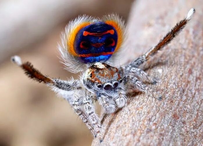 Incredible Photos of Peacock Spiders Peacock photos, Spider, Jumping spider