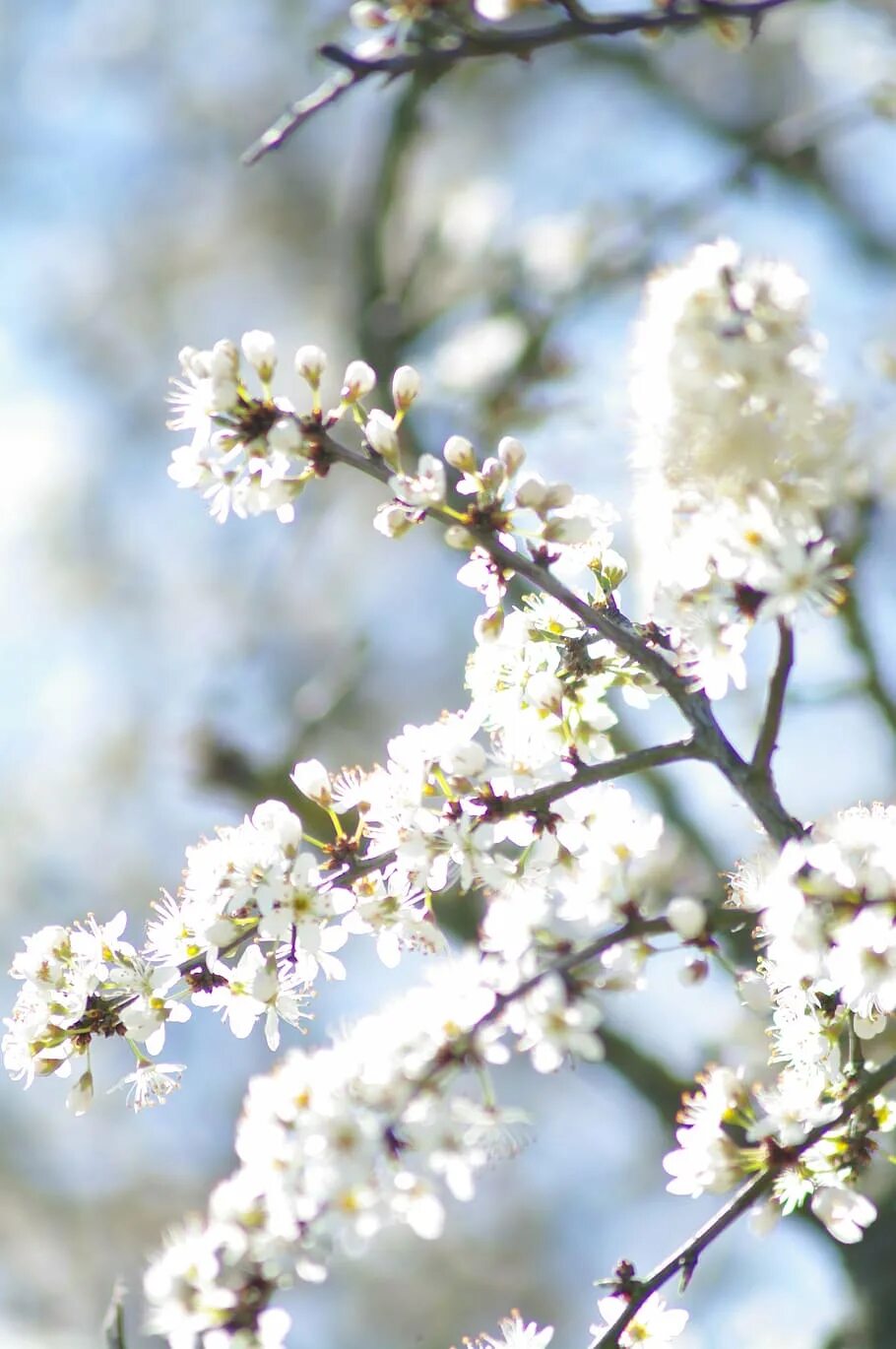 Лето цветение. Белые цветы в природе. Цветение днтом.