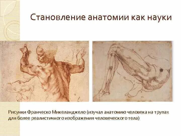 История развития анатомии. Становление в анатомии. Становление анатомии как науки в западной европе в эпоху возрождения. История развития патологической физиологии. Изучение анатомии в эпоху возрождения.