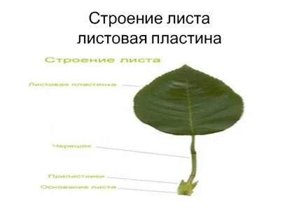 Строение листа 4 класс