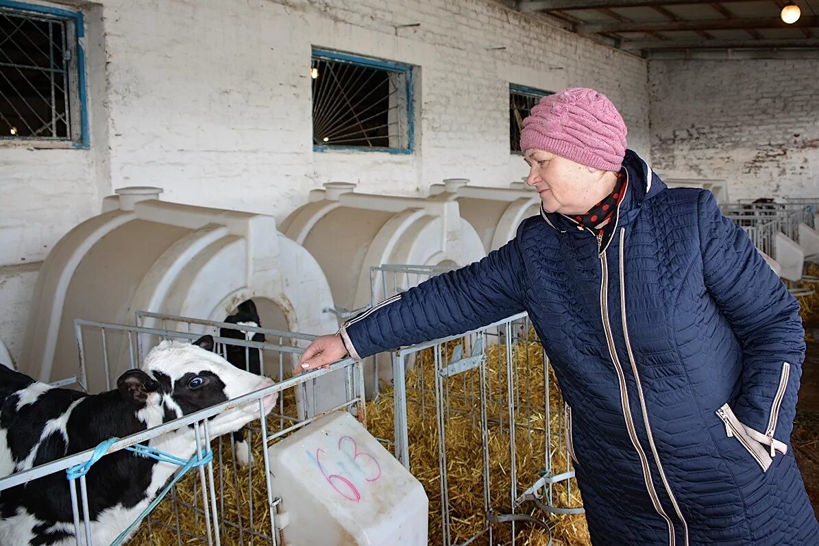 хозяин фермы. животноводство в узбекистане. сельское хозяйство и животноводство ставропольского края. профессии животноводства. проект скотника.
