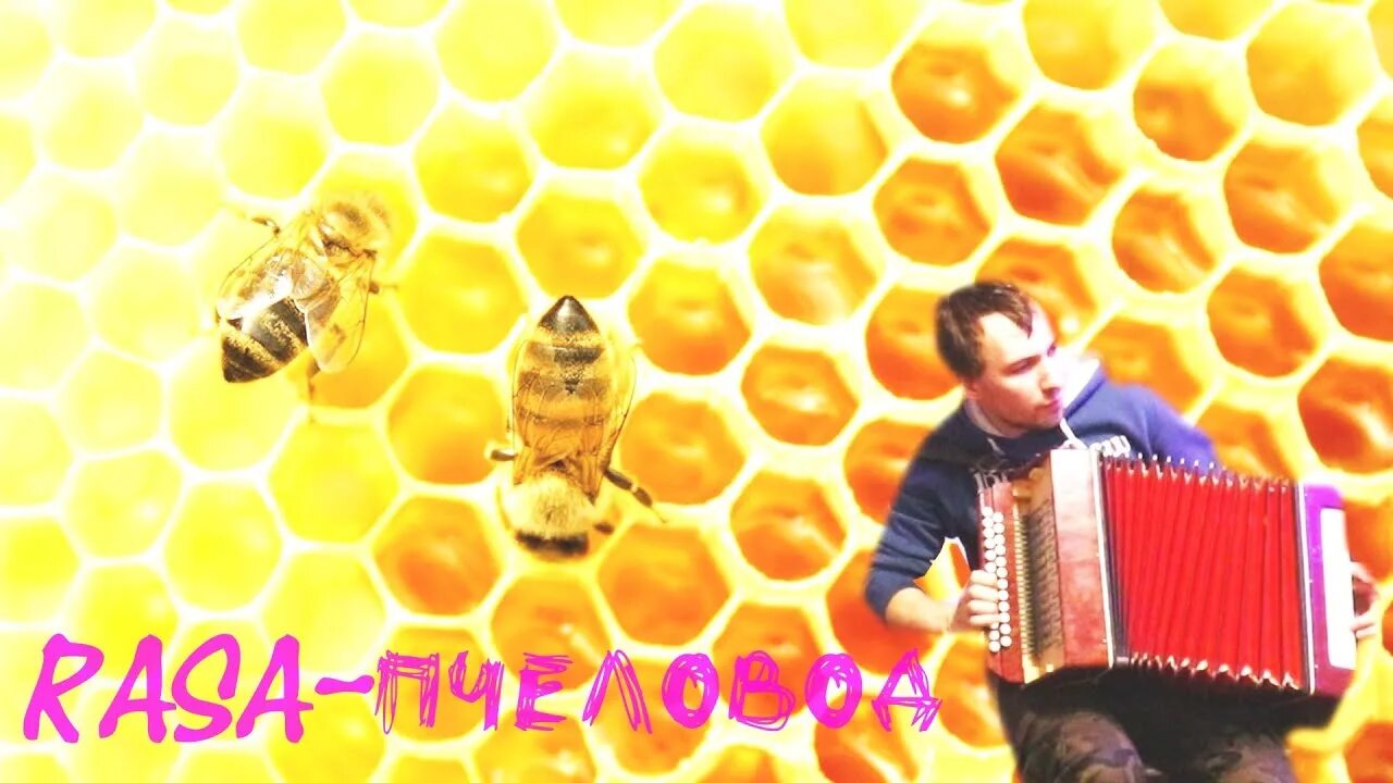 Песня ты пчела я пчеловод mp3. Пчела я пчеловод rasa. Раса группа пчеловод.