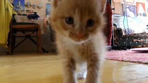 Котик младший