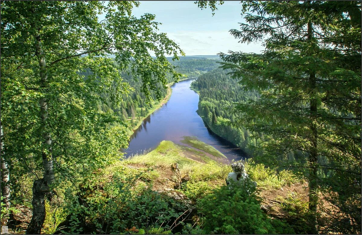 Море тайги песня. Зеленоватое море. Море тайги. Вид с высокого берега на тайгу. Медведь в лесу летом.