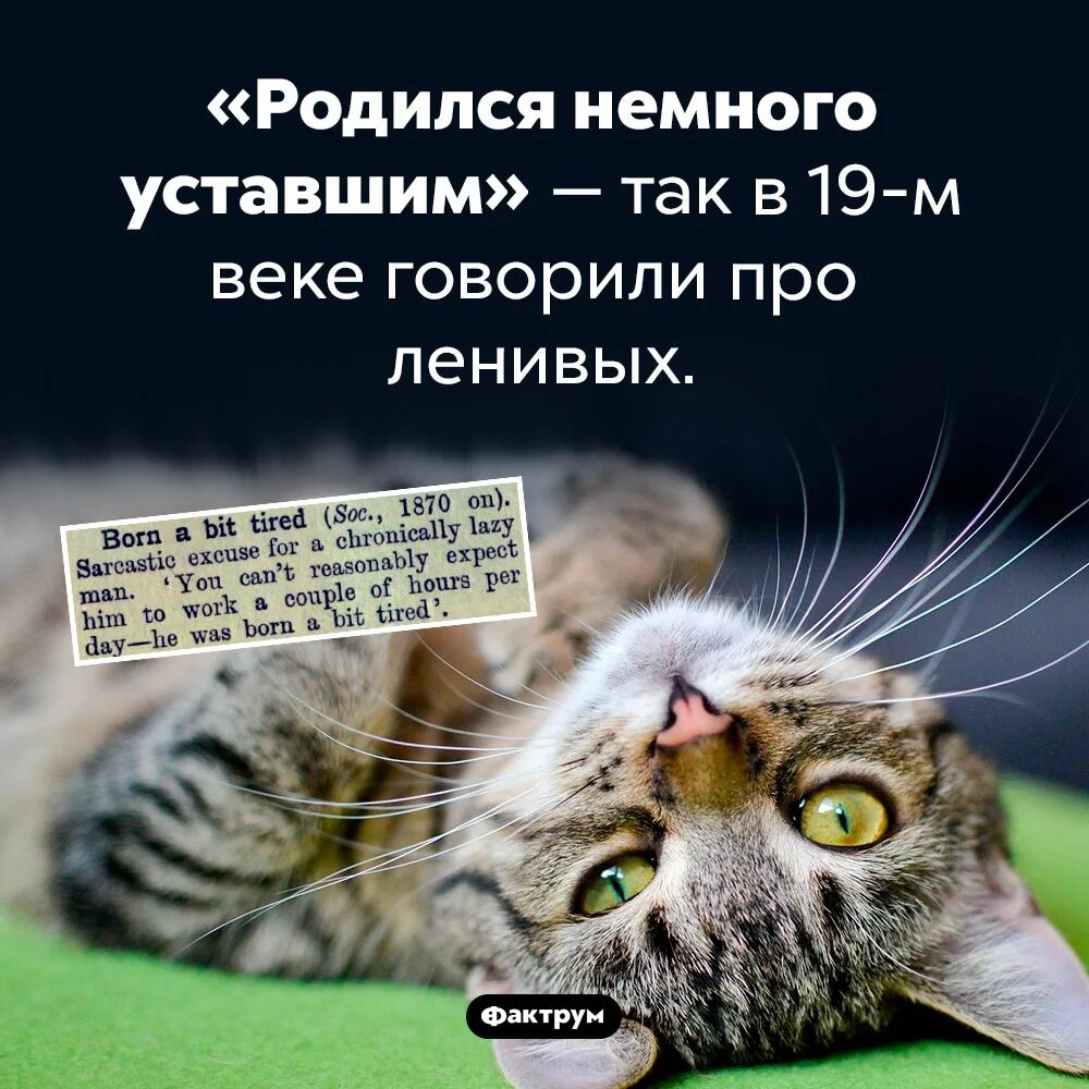 Устал немножко. Родился уставшим. Анекдот про ленивых котов. Рожден усталым. Родился устал.