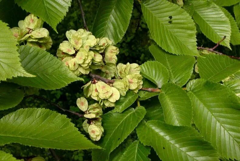 Берест дерево. Вяз приземистый ulmus pumila. Вяз мелколистный карагач. Ulmus glabra вяз. Вяз ильм карагач.