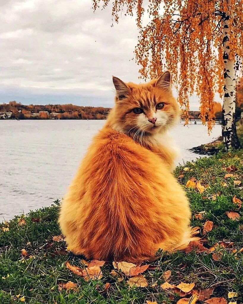 Рыжий кот уходит. Кошка осень. рыжая кошка. осенний рыжий кот. красивый рыжий кот.
