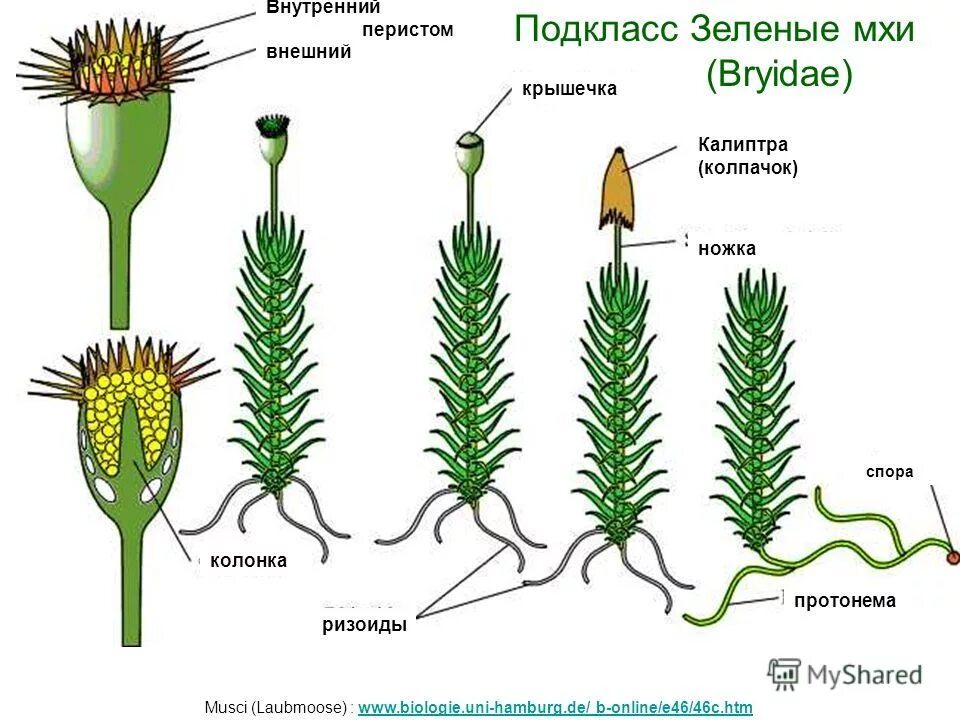 Протонема мха гаметофит