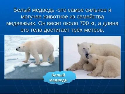 Описание белого медведя 4 класс