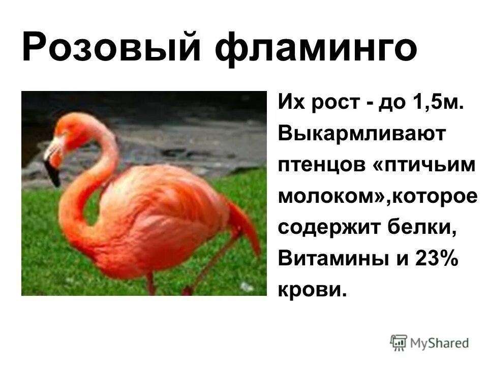 Падежи русского языка. Текст про фламинго. Фламинго падеж. Фламинго какой род. Фламинго как строят гнездо.