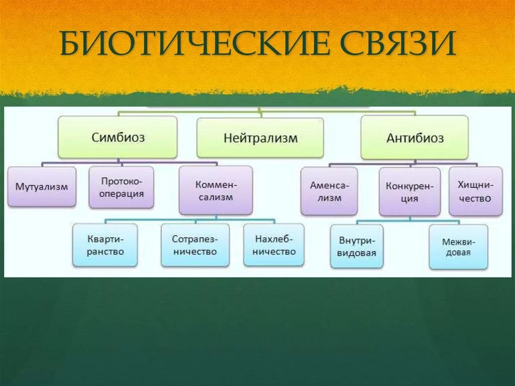 Формы симбиотических отношений. Типы биотических взаимоотношений. Формы биотических взаимоотношений. Типы биотических связей. Биотические взаимоотношения в природе.