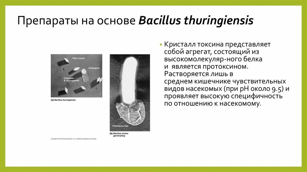 Bacillus thuringiensis var thuringiensis. Bacillus thuringiensis эндотоксин. бактериальные препараты bacillus thuringiensis. биопрепараты на основе bacillus thuringiensis. bacillus thuringiensis кристаллы.