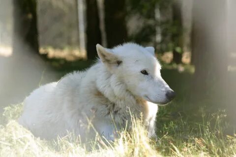 Читать полностью белый волк