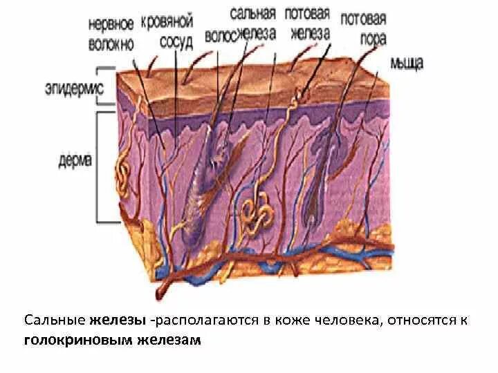 Сальные железы кожи человека. Потовые железы кожи расположены в. Сальные и потовые железы находятся. Сальные и потовые железы дерма. Какие функции потовых и сальных желез