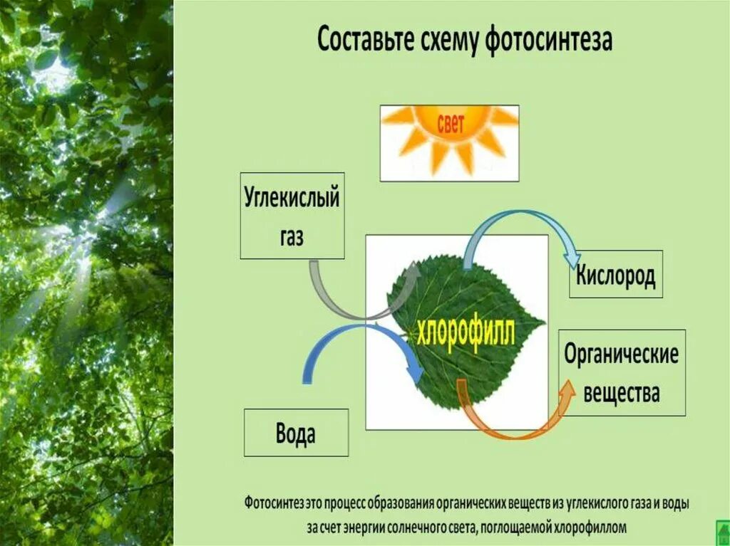 Составьте схему фотосинтеза