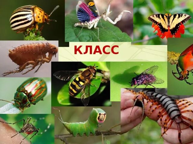 Класс насекомые. Класс Insecta насекомые. Насекомые коллаж. Многообразие насекомых 7 класс.