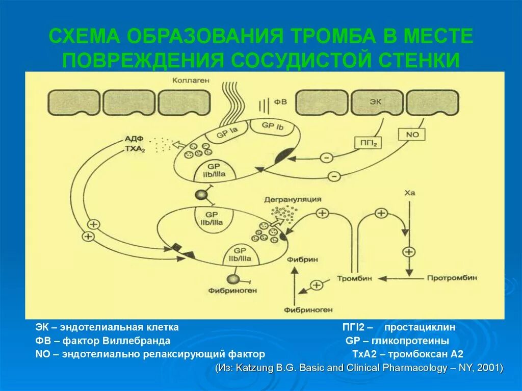 Коллаген агрегация. Свертывание крови тромбоксан а2. Схема образования тромба. Схема тромбообразования фармакология. Схема образования тромбоцитов.