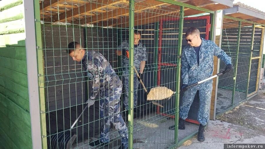 Приют лесопилка. Вольер ФСИН. Уборка в вольере. Приют Лесопилка Псков.